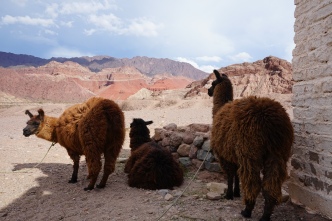 Lamas sur la route 40 - Argentine