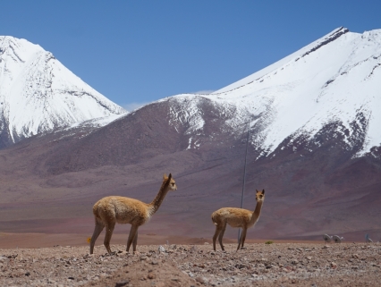 Lama - frontière Chili Bolivie (Atacama)