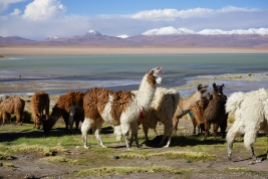 Lamas - Hito Cajon, Altiplano, Bolivie